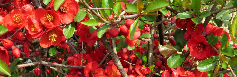 Chaenomeles banner 02